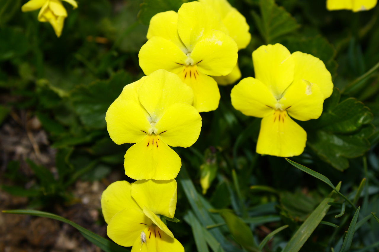 Viola calcarata